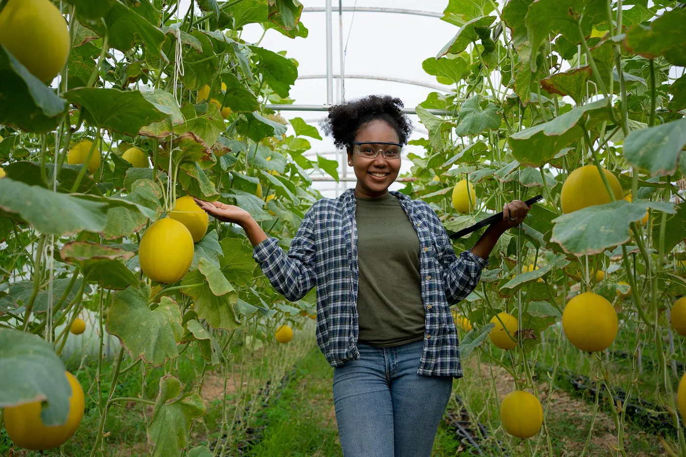 Grower in a melon greenhouse holding a tablet