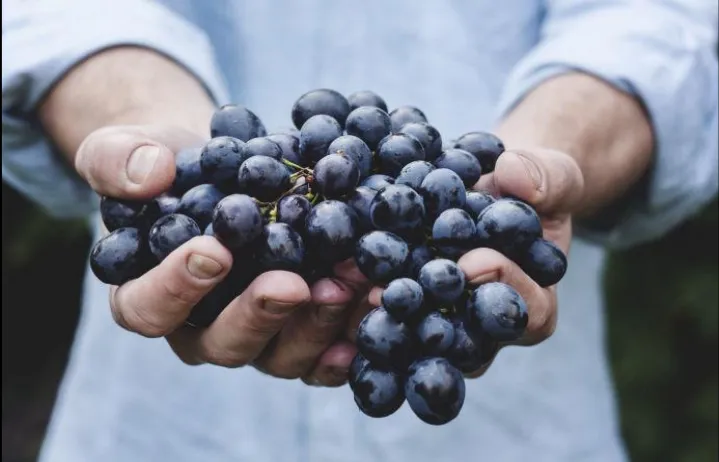 Hands holding a bunch of dark table grapes