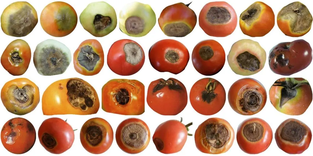 Tomatoes showing rot and mould defects detected by AI quality inspection